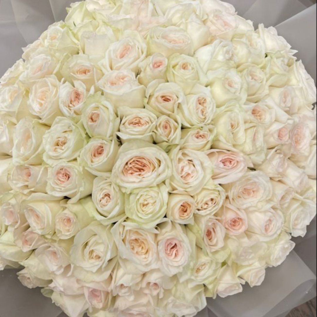Classic Garden Roses – Soft Blush White