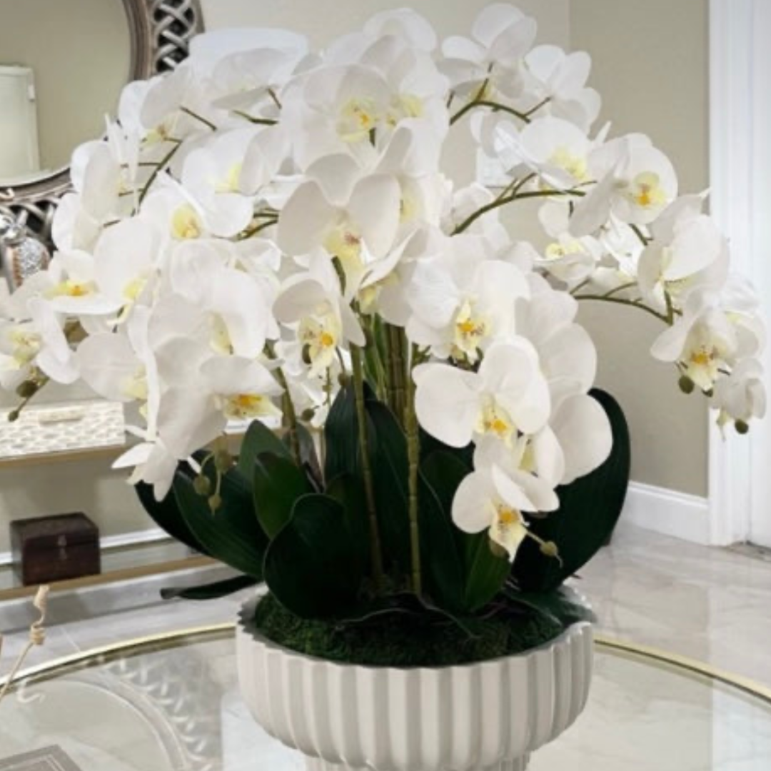 Orchids