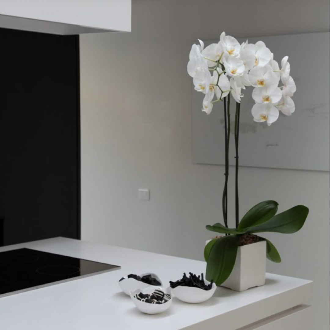 White Orchid in Minimalist Pot