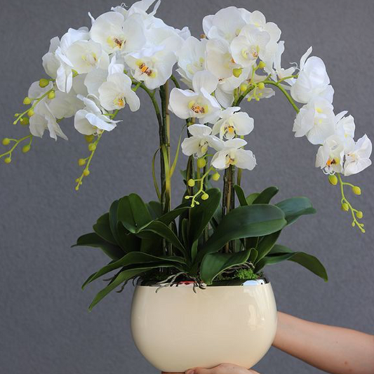 White Orchid Arrangement in Ceramic Bowl